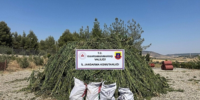 KAHRAMANMARAŞ’TA MISIR TARLASINDA KENEVİR OPERASYONU