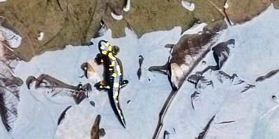 KAHRAMANMARAŞ’TA NESLİ TEHLİKE ALTINDAKİ ANADOLU SEMENDERLERİ HAVUZDA GÖRÜNTÜL