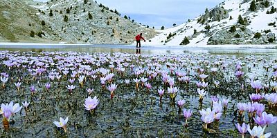 Kahramanmaraş’ın Pazarcık İlçesinde her yıl yüzlerce doğa severi ağırlayan Nilüfer ve Kardelen çiçekleri bu yıl öksüz kaldı.