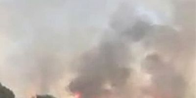 -KAHRAMANMARAŞ’TA ORMANI KORKUTTU
