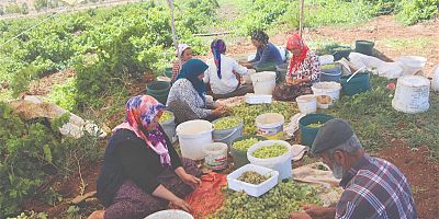 KAHRAMANMARAŞ’TA ‘PEYGAMBER ÜZÜMÜ’ HASADINA BAŞLANDI