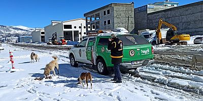 etkili olan yoğun kar sonrası yiyecek bulmaktan güçlük çeken sokak hayvanlarını yalnız bırakmadı.