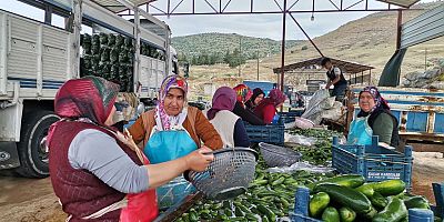 KAHRAMANMARAŞ'TA SALATALIK HASADI BAŞLADI: 35 BİN TON REKOLTE BEKLENİYOR