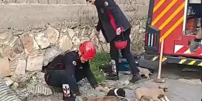 KAHRAMANMARAŞ’TA SU GİDERİNE SIKIŞAN KÖPEK YAVRULARI KURTARILDI