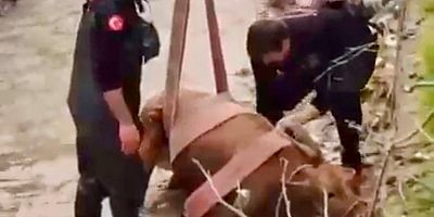 KAHRAMANMARAŞ’TA SU KANALINA DÜŞEN İNEK İTFAİYE EKİPLERİNCE KURTARILDI