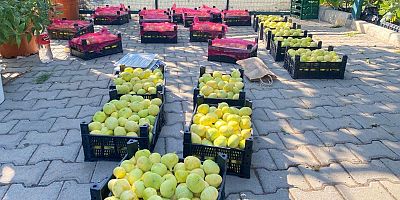 KAHRAMANMARAŞ’TA VERİMSİZ ARAZİLER COĞRAFİ TESCİLLİ İNCİRLE DEĞERLENDİRİLİYOR