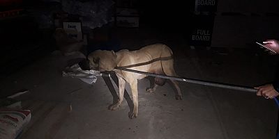 KAHRAMANMARAŞ’TA YARALI KÖPEĞE BEKÇİLER SAHİP ÇIKTI