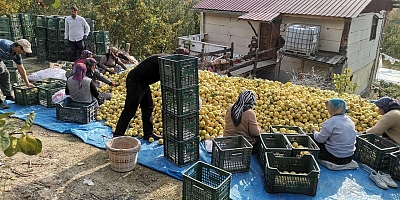 KAHRAMANMARAŞ’TAN ORTADOĞU’YA 5 BİN TON AYVA İHRACATI