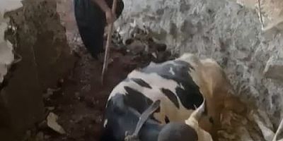 KAHRAMANMARAŞTA BODRUMA DÜŞEN İNEK KURTARILDI