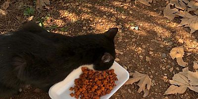 KEDİ KURTARMA OPERASYONU