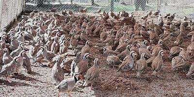 KENE VE SÜNE SAVAŞÇILARI KAHRAMANMARAŞ’TA ÜRETİLİYOR 