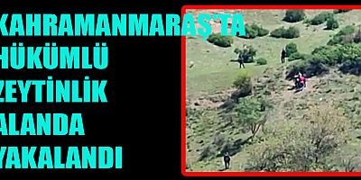 POLİSİN DUR İHTARINA UYMAYAN HÜKÜMLÜ ZEYTİNLİK ALANDA YAKALANDI