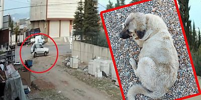 SOSYAL MEDYADAKİ TEPKİLER ÜZERİNE ÇALINAN KÖPEK BULUNDU
