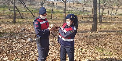 YARALI ŞAHİNE JANDARMA SAHİP ÇIKTI