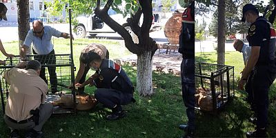 YARALI YABAN KEÇİSİNE JANDARMA EKİPLERİ SAHİP ÇIKTI