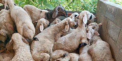 KAHRAMANMARAŞ'TA BAŞIBOŞ KÖPEKLERİN ÇİFTLİK SALDIRISI: ONLARCA KÜÇÜKBAŞ HAYVAN TELEF OLDU  